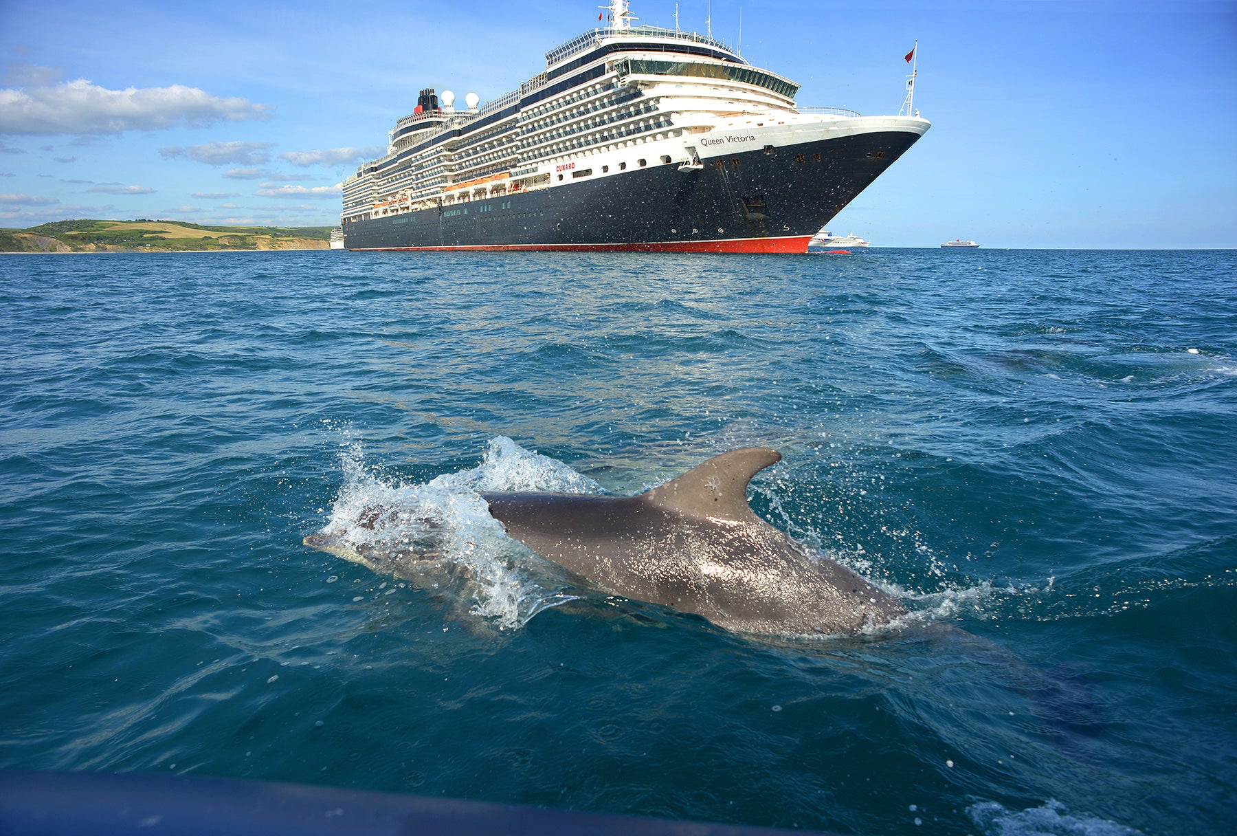 Cruise ships in quarantine and bottlenose dolphin, Weymouth Bay