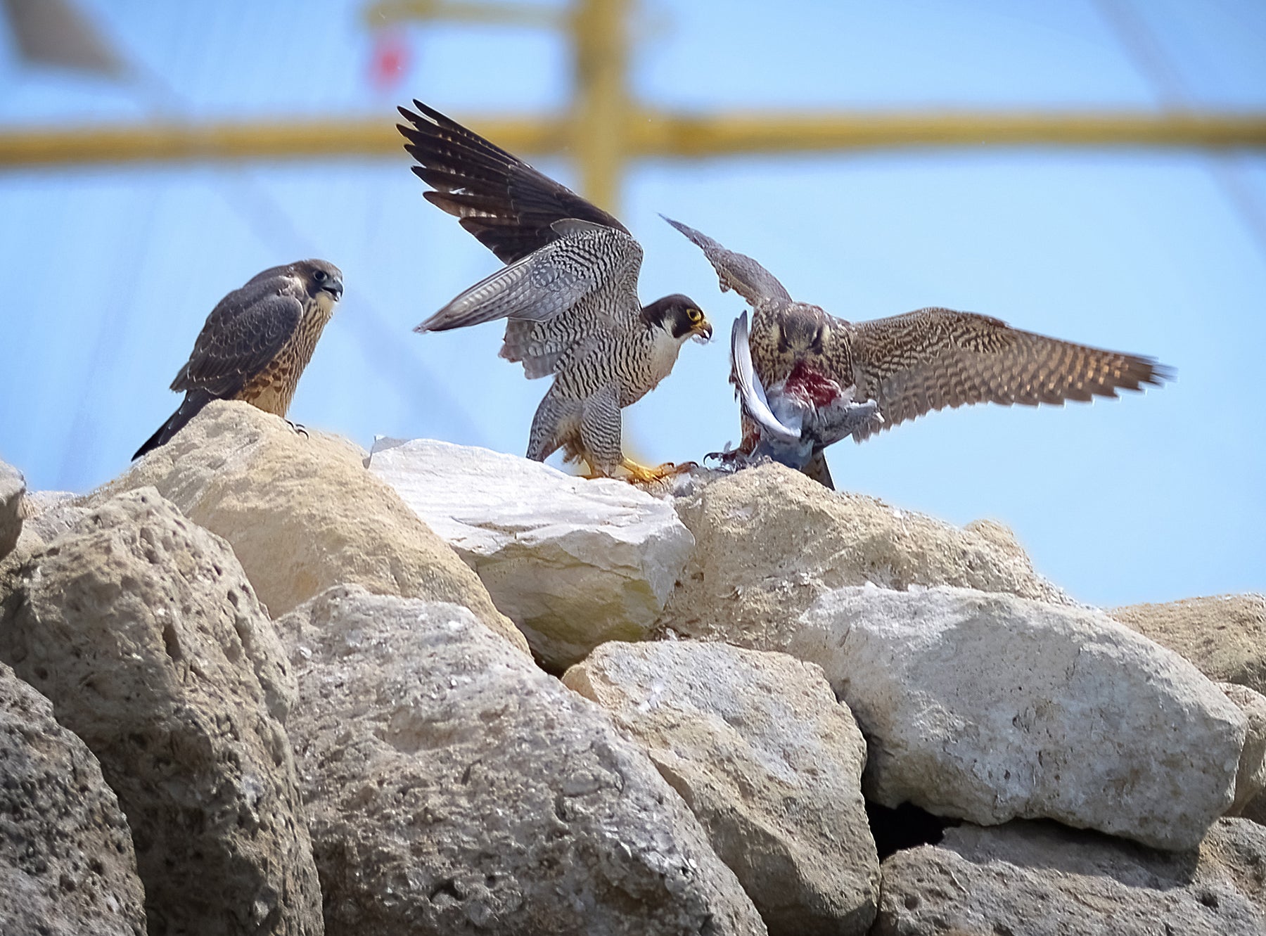 Peregrines squabble over lunch, Portland Harbour